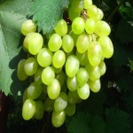 خرید انگور یاقوتی درشت مناسب برای صادرات