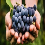 بهترین قیمت خرید انگور به صورت عمده از باغدار