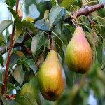 قیمت گلابی تازه صادراتی ایرانی مرغوب