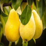 گلابی اسپادانا طبیعی تازه با طعم بسیار شیرین و آبدار محصول ترکیه