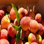 قیمت خرید هلو طبیعی بسیار شیرین و خوشمزه تابستانی به صورت عمده