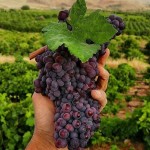 خرید از عمده فروشان برتر انگور سیاه و سبز در کشور