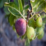 پخش عمده انجیر سیاه اعلا و خوش طعم در بسته بندی کیلویی