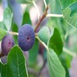 پخش و عرضه انجیر سیاه گوشتی امسالی، خوش رنگ با ارزان ترین قیمت در قطر