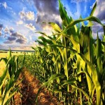 فروش و خرید عمده ای بلال مکزیکی ارگانیک