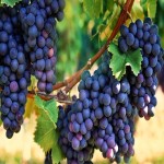 قیمت انگور سیاه در سال جاری