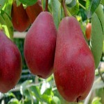 فروش ویژه گلابی قرمز رسیده و درجه یک در تناژ بالا