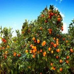 قیمت خرید ارزان نارنگی در میدان بار ساری