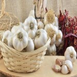 قیمت خرید سیر تند همدان بار جدید و تازه