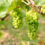 خرید انگور سبز بی دانه سبدی از باغ انگور تاکستان