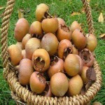 خرید میوه ازگیل از فروشندگان منصف شهر اصفهان