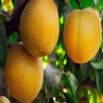 خرید عمده گلابی زرد اسپادانا مجلسی با قیمت مناسب