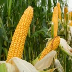 قیمت فروش عمده ذرت شیرین با بهترین کیفیت