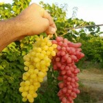 قیمت انگور کشمشی بی دانه بار جدید و تازه
