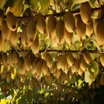 قیمت ارزان میوه کیوی در بازار اصفهان