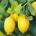 فروش عمده ای لیمو شیرین با بهترین کیفیت