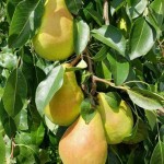 قیمت عرضه گلابی درگزی درجه یک و مجلسی در بازار گیلان