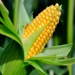 خرید بلال عمده و با کیفیت در تره بار تهران