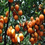 خرید ارزان نارنگی ساری بسته بندی شده درجه یک