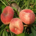 فروش عمده هلو انجیری صادراتی به قیمت پای زمین