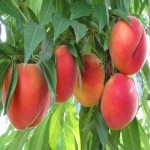 خرید حجم بالای میوه هلو زعفرانی درجه یک با قیمت مناسب