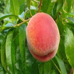 فروش عمده ای هلو هسته جدا با قیمت مناسب