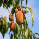 خرید هلو از فروشنده تره بار شیراز با قیمت مناسب