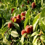 خريد عمده ای میوه هلو هسته جدا با کیفیت اعلا