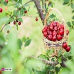 قیمت به روز میوه آلبالو مجاری در سراسر کشور