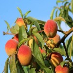 خرید عمده هلو صادراتی به قیمت پای زمین