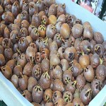 قیمت خرید ازگیل تازه برداشت شده با کیفیت ممتاز