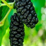 فروش عمده ای شاه توت سایز درشت با بهترین قیمت