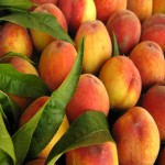 فروش هلو صادراتی به قیمت پای مزرعه