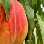 فروش بی واسطه هلو زعفرانی صادراتی به قیمت پای زمین