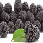 خرید و قیمت شاه توت درشت و شیرین در شیراز