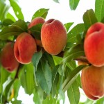 عرضه مستقیم هلو زرد با کیفیت اعلا وقیمت مناسب