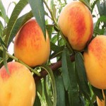 فروش مستقیم عمده ای هلو زعفرانی با قیمت ارزان