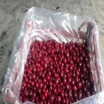 قیمت خرید آلبالو تازه درجه یک و اعلا از باغدار