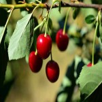 خرید و قیمت آلبالو بدون هسته تازه یک کیلویی