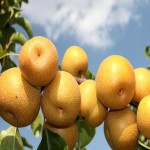 قیمت و خرید گلابی لوکس شیرین بیروتی به صورت عمده