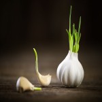 خرید و فروش سیر صادراتی درجه یک با قیمت های عالی