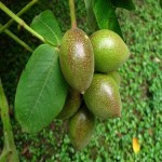 پخش گردو لارا با مناسب ترین قیمت فقط به صورت عمده