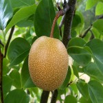 فروش گلابی سیبی درجه یک به قیمت مناسب