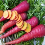 بهترین قیمت هویج ارغوانی بسته بندی و فله ای