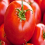 خرید عمده گوجه فرنگی صادراتی و باکیفیت از کشاوز