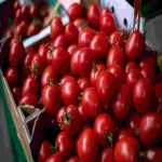 سفارش عمده گوجه فرنگی خوشه ای درجه یک از تولید کننده