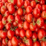 خرید به صرفه گوجه فرنگی صادراتی با قیمت روز