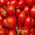 قیمت عمده گوجه فرنگی ربی در جنوب