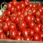 قیمت فروش عمده گوجه فرنگی ریز در جنوب کشور