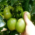 خرید بدون واسطه گوجه فرنگی سبز با قیمت ارزان